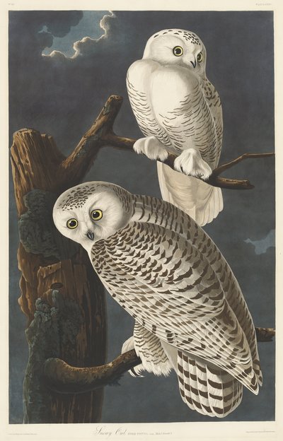 Snowy Owl by John James Audubon